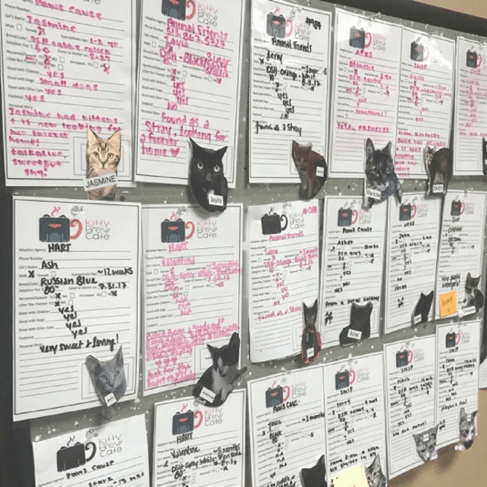 Cats available to adopt at Kitty Brew Cafe

