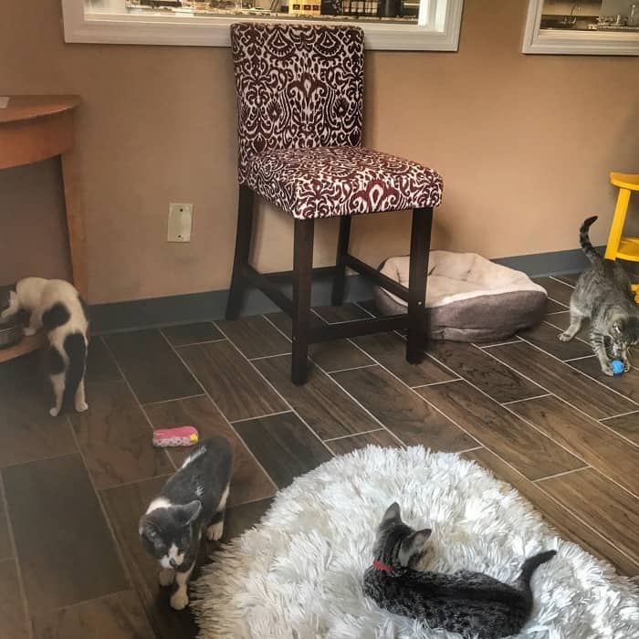 cats at Kitty Brew Cafe
