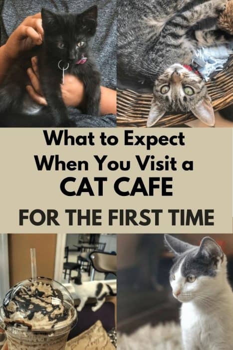 What to Expect When You Visit a Cat Cafe for the First Time