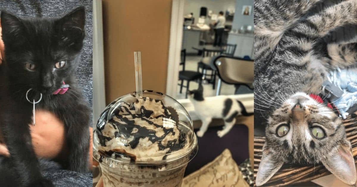 What to Expect When You Visit a Cat  Cafe  for the First 