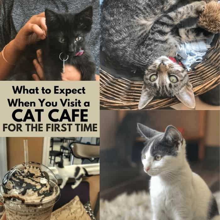 What to Expect When You Visit a Cat Cafe for the First Time