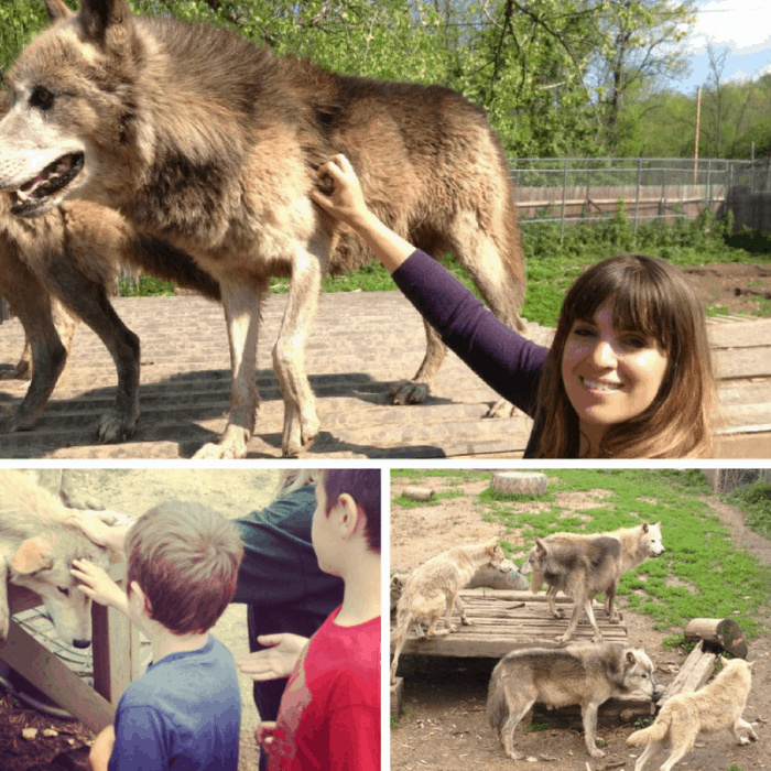 Wolf Encounter at Wolf Creek Habitat and Rescue