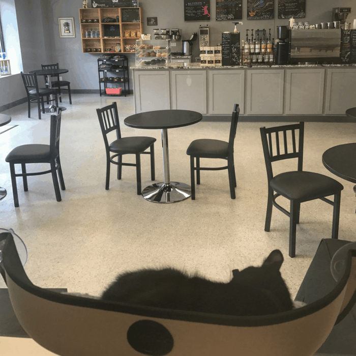 Kitty Brew Cafe 