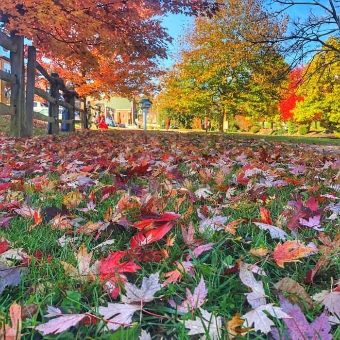 colorful leaves on the ground