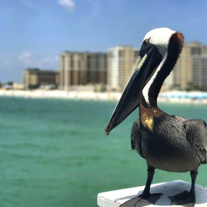 Things to do in Clearwater Florida