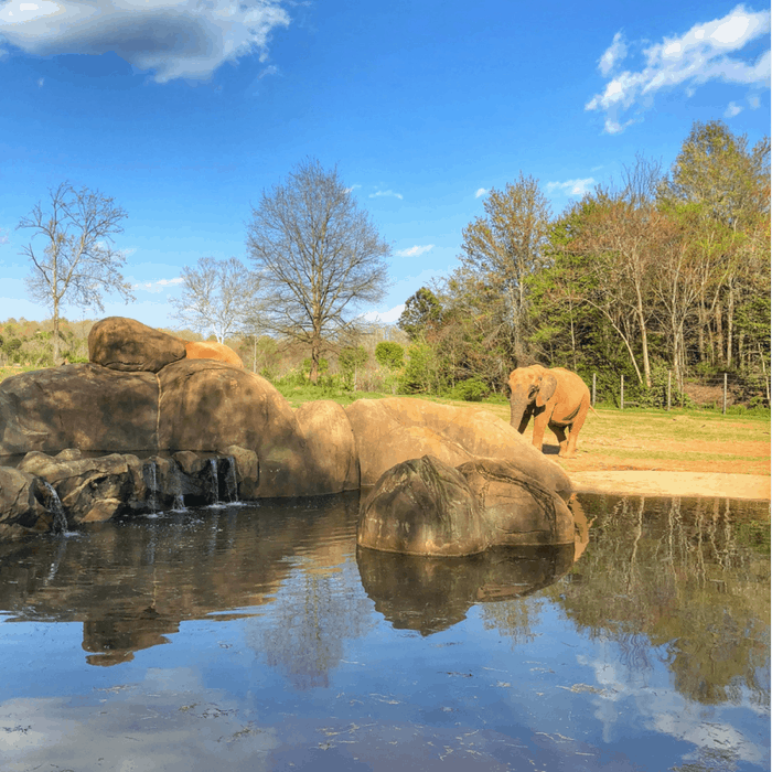 Elephant at North Carolina Zoo