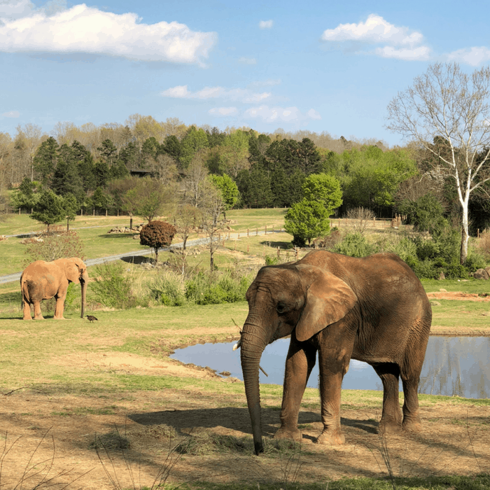 Elephants at the North Carolina Zoo