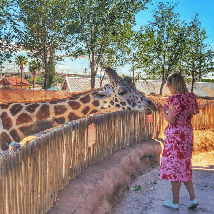 Giraffe at El Paso Zoo