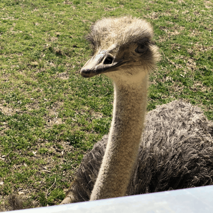 Ostrich Zoofari at NC Zoo