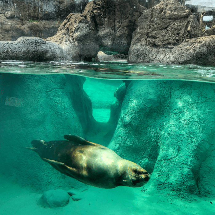 Sea lion at North Carolina Zoo