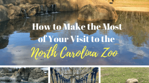 How to Make the Most of Your Visit to the North Carolina Zoo 2