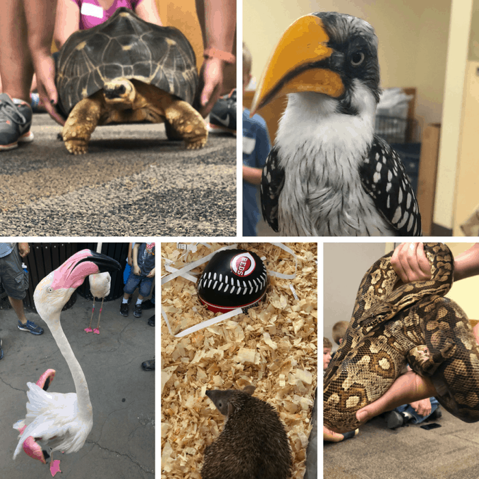 animal enconters at the Cincinnati Zoo