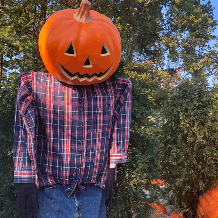 Pumpkin scarecrow at Kings Island