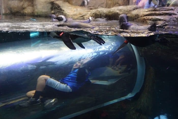 penguin tunnel at Ripley's Aquarium of the Smokies