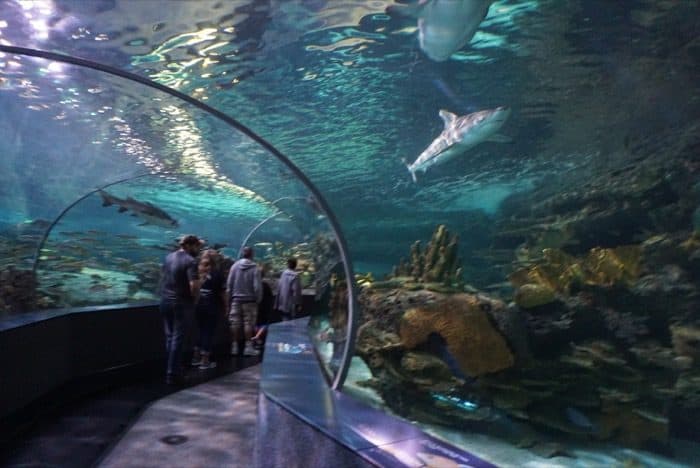 shark tunnel at Ripley's Aquarium of the Smokies