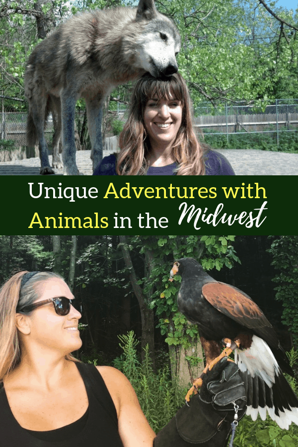 Unique Adventures with Animals in the Midwest 1