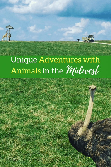 Unique Adventures with Animals in the Midwest 2