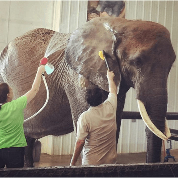 give an elephant a bath at Wilstem Ranch