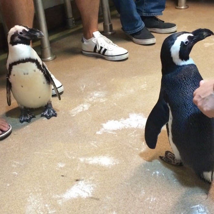 penguin encounter newport aquarium