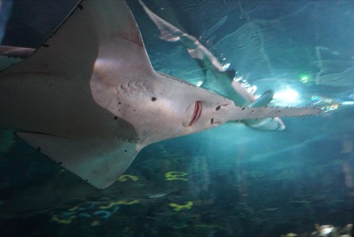 Shark at Ripley's Aquarium of the Smokies