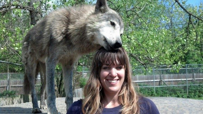 wolf encounter in Brookville Indiana