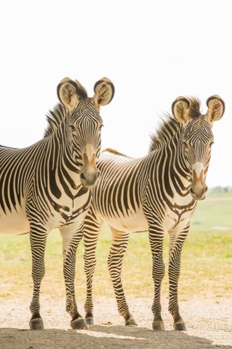 zebras at The Wilds