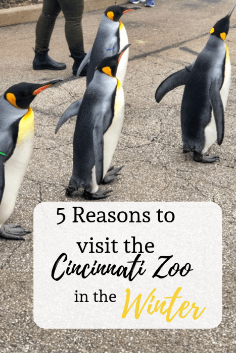 5 Reasons to Visit the Cincinnati Zoo in the Winter