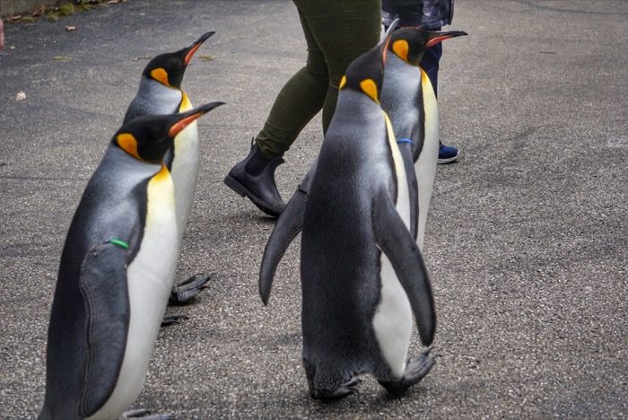 Penguin Parade at the Cincinnati Zoo