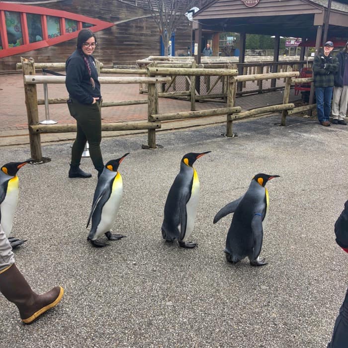 Penguin Parade at the Cincinnati Zoo 9