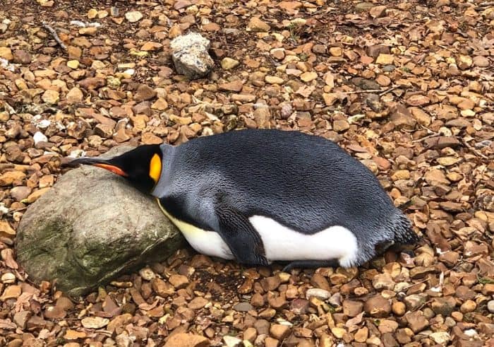 penguin at the Cincinnati Zoo in the Winter