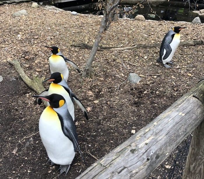 penguins at the Cincinnati Zoo in the Winter