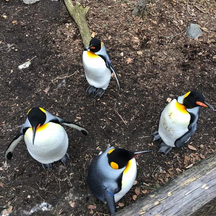 penguins at the Cincinnati Zoo in the Winter