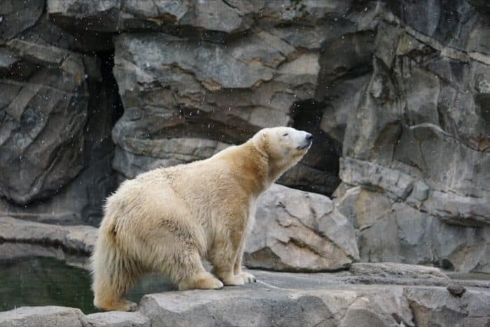 polar bear at the Cincinnati Zoo