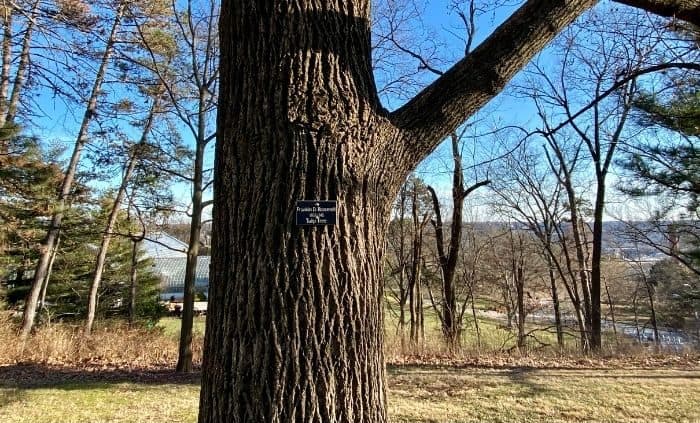 tree honoring a previous president in the Presidential Grove in Eden Park Cincinnati