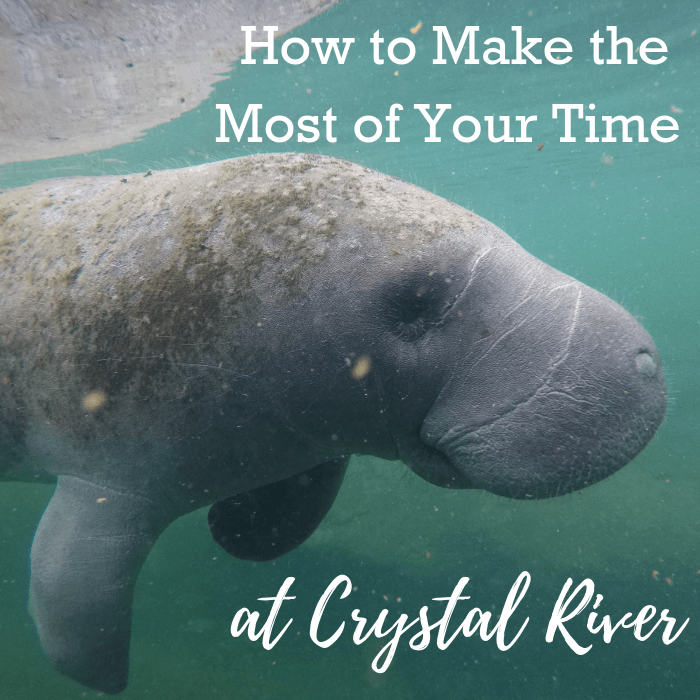 How to Make the Most of Your Time at Crystal River