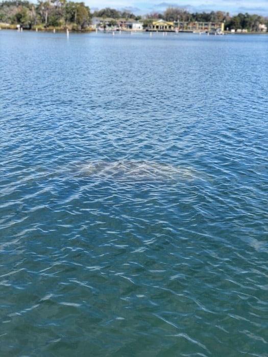 a manatee in crystal river