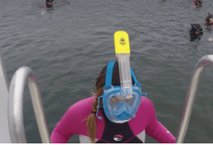 ninja shark full face snorkel