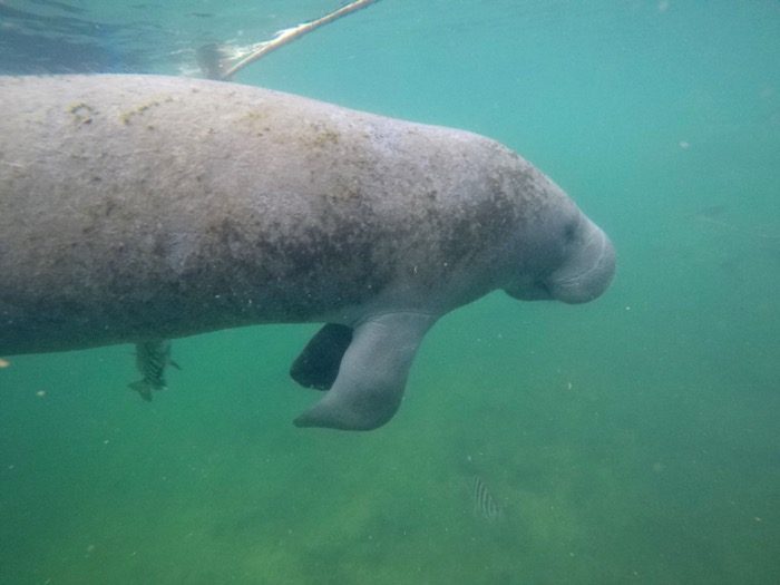 swim with manatees at Crystal River 14