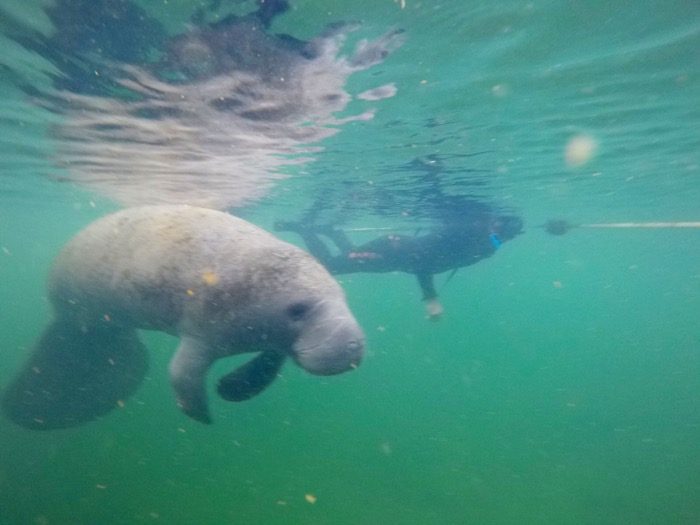 swim with manatees at Crystal River 19