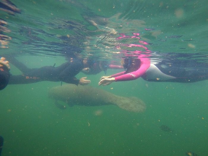 swim with manatees at Crystal River 2