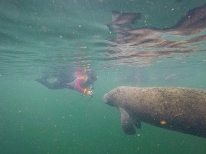 swim with manatees at Crystal River 5