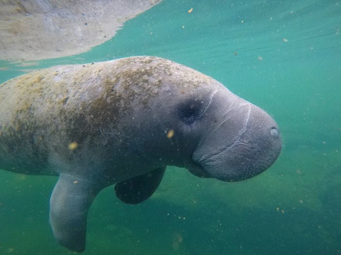 swim with manatees at Crystal River 6