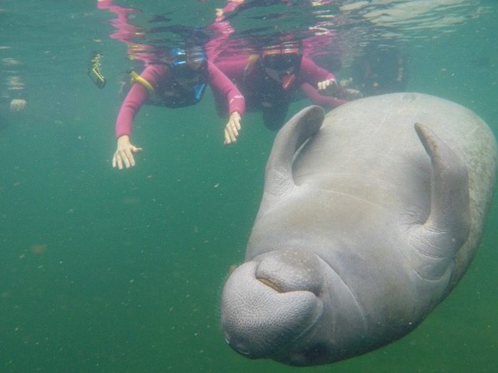 swim with manatees at Crystal River 9