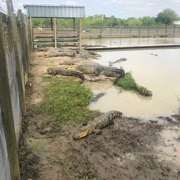 alligators at Greenwood Gator Farm