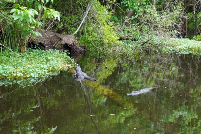 alligators Cajun Pride Swamp Tours