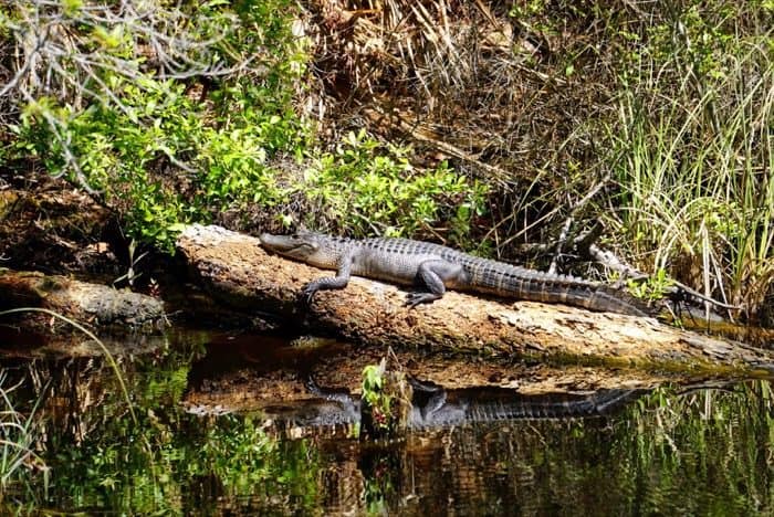 Alligator on Nature's Way Trail at Gulf Islands National Seashore at Davis Bayou in Ocean Springs, MS