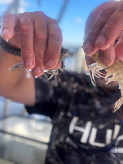 different types of shrimp Biloxi Shrimping Trip