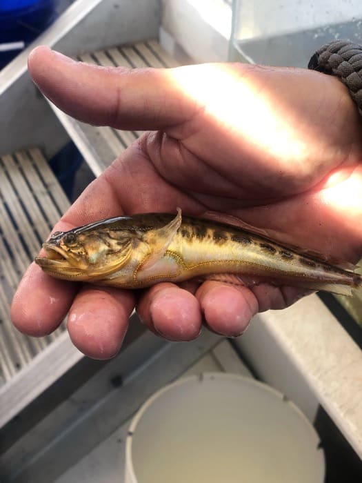 fish caught on Biloxi Shrimping Trip