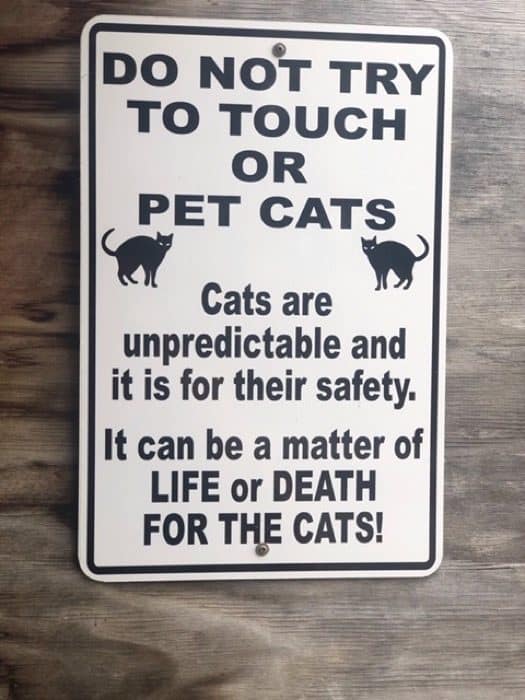 funny cat sign