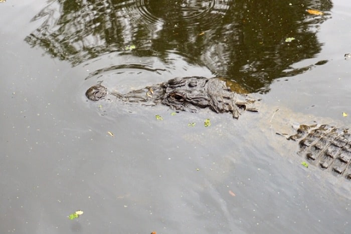 large alligators Cajun Pride Swamp Tours